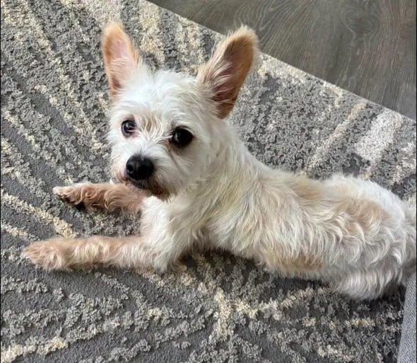 A young small-sized male Terrier dog named Kline for adoption in Matthews, NC