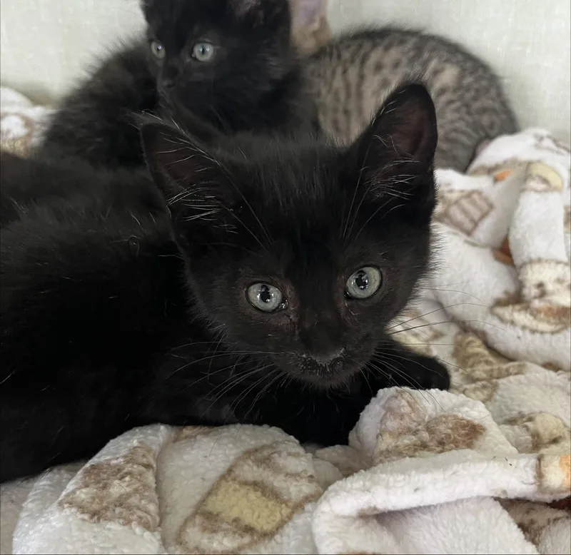 A baby medium-sized male Black Domestic Short Hair cat named Coca Cola for adoption in Seville, OH