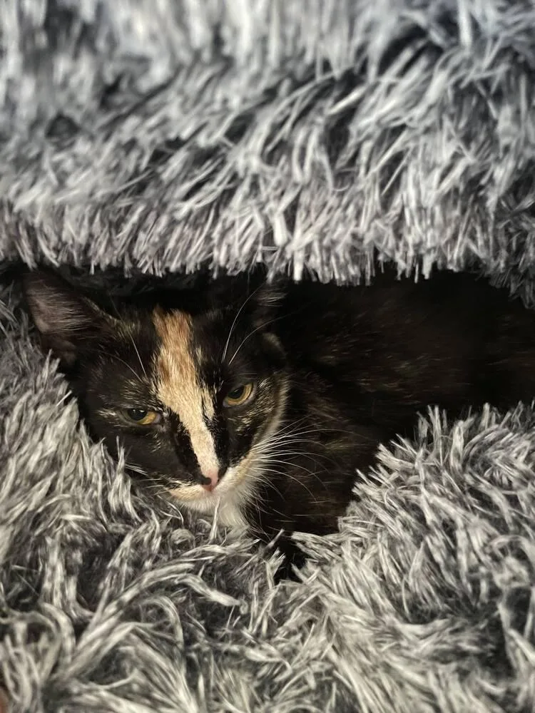 Snickerdoodle thumbnail 2