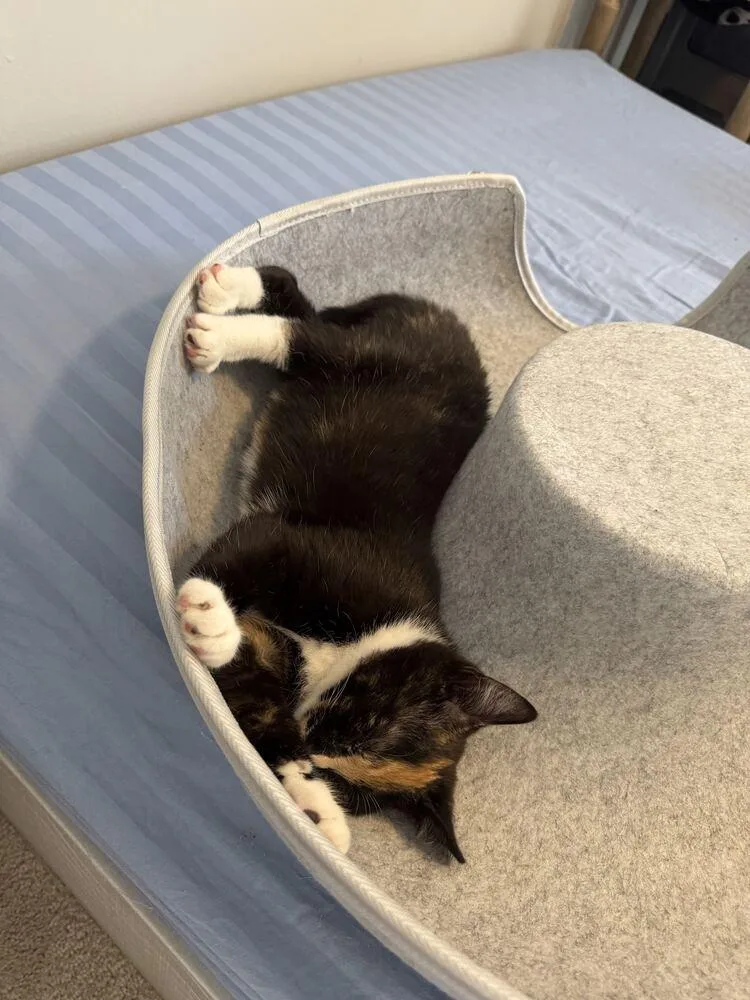 Snickerdoodle thumbnail 3