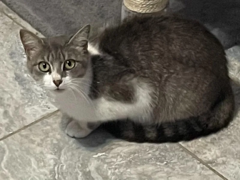 A baby medium-sized female Domestic Short Hair cat named Tinker for adoption in Fort Oglethorpe, GA