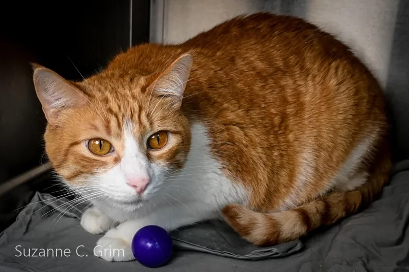 An adult medium-sized male Domestic Short Hair cat named Max for adoption in New Orleans, LA