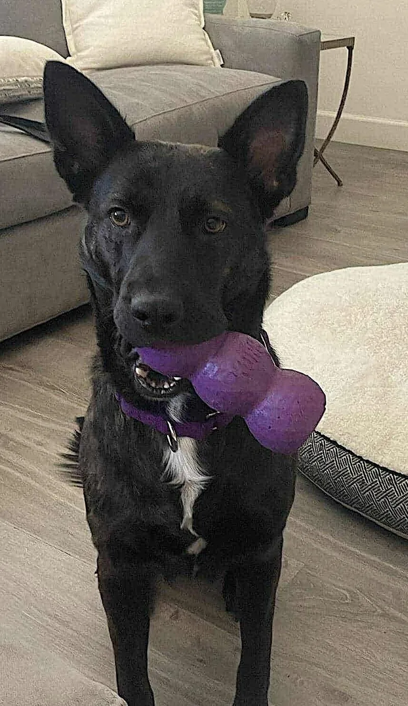 An adult medium-sized female Brindle German Shepherd Dog dog named Donna for adoption in Amherst, MA