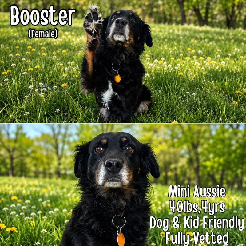 Booster thumbnail 2