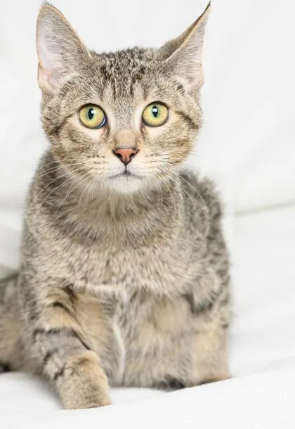 A young medium-sized female Gray / Blue / Silver Domestic Short Hair cat named Kalissi for adoption in Tinley Park, IL