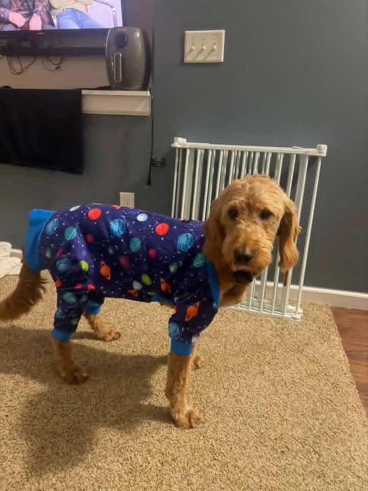 An adult medium-sized female Goldendoodle dog named Frito for adoption in Wausau, WI
