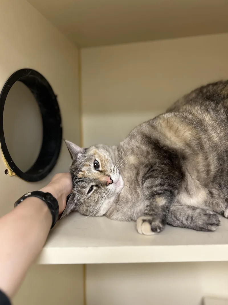 An adult medium-sized female Dilute Tortoiseshell Domestic Short Hair cat named Moon for adoption in Myerstown, PA