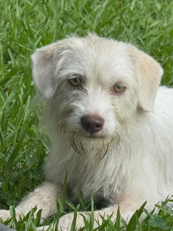 A young small-sized female Terrier dog named Pearl for adoption in Elkton, MD