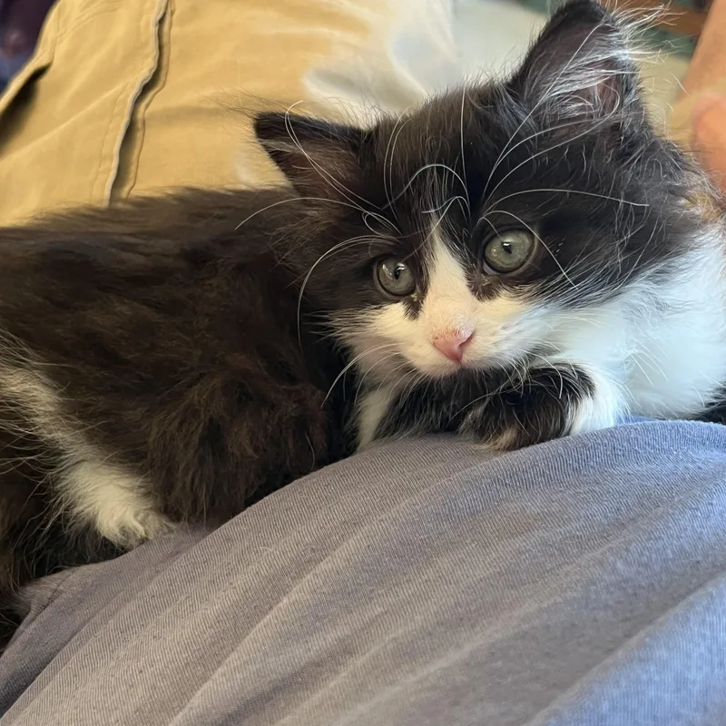 A baby small-sized male Black & White / Tuxedo Domestic Long Hair cat named Anthony for adoption in Mineral Point, WI