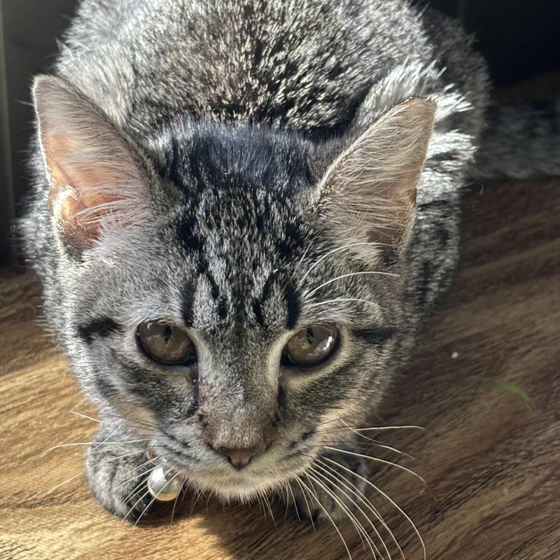 A young medium-sized female Domestic Short Hair cat named Estonia for adoption in York, PA