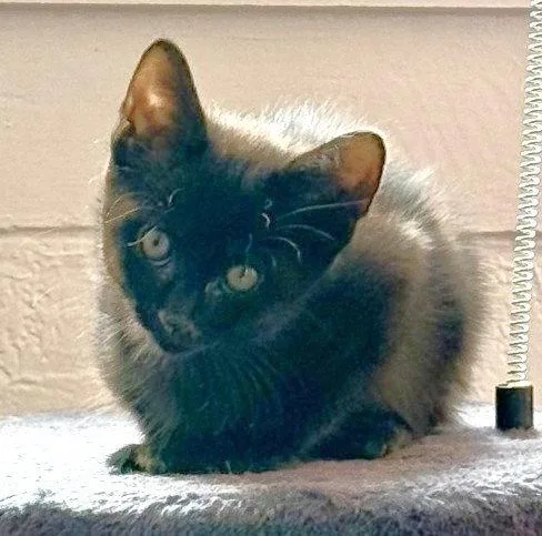 A baby medium-sized male Black Domestic Short Hair cat named Gemini for adoption in Shawnee, KS