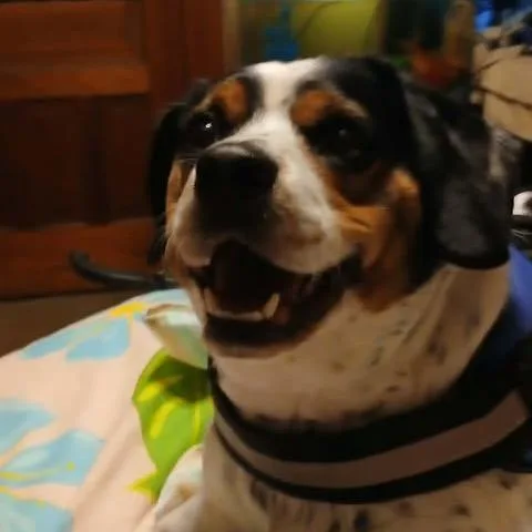 An adult medium-sized male Black Beagle dog named Ace for adoption in Alma, WI