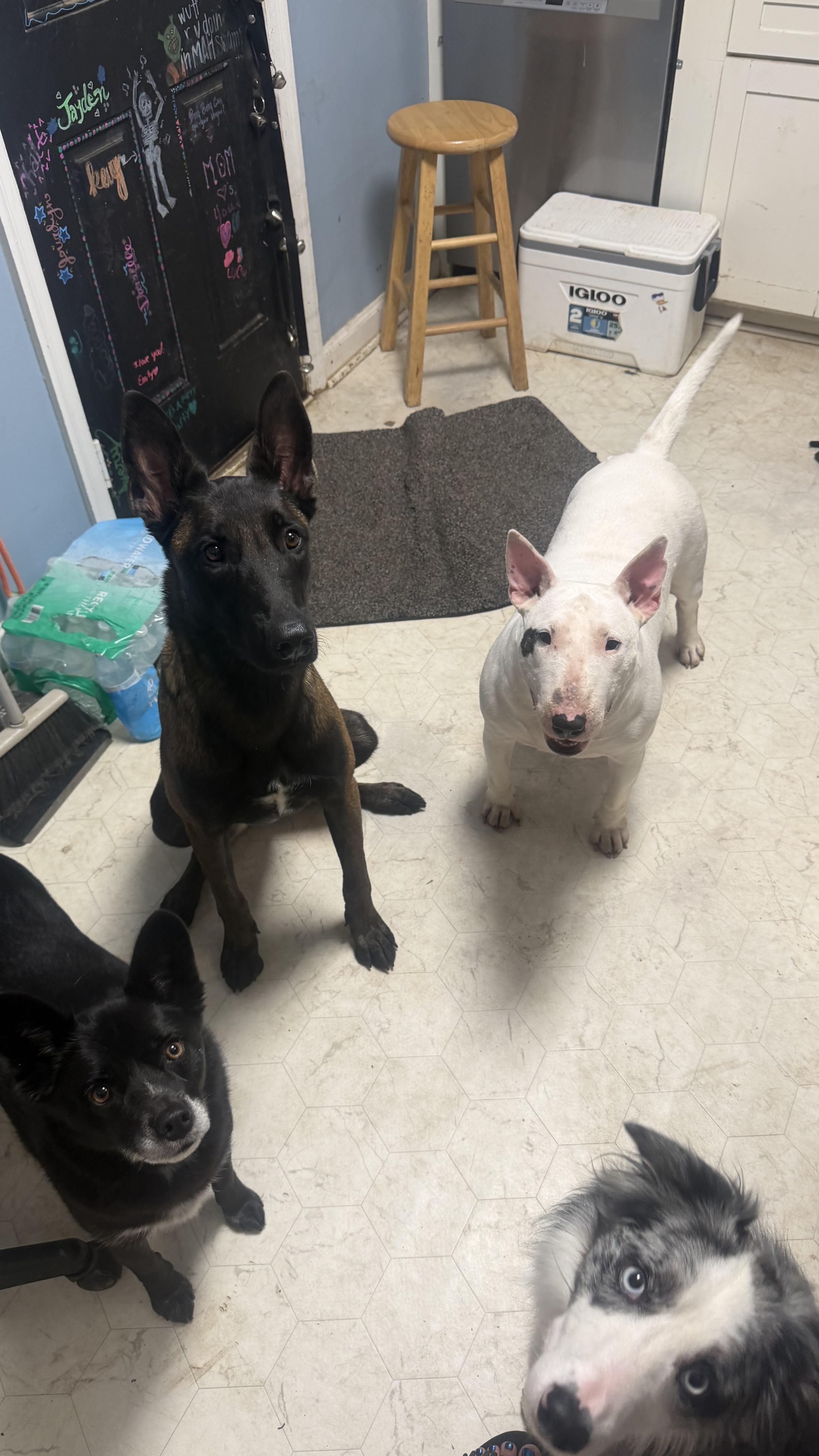 An adult large-sized female Bull Terrier dog named Petunia for adoption in Louisburg, KS