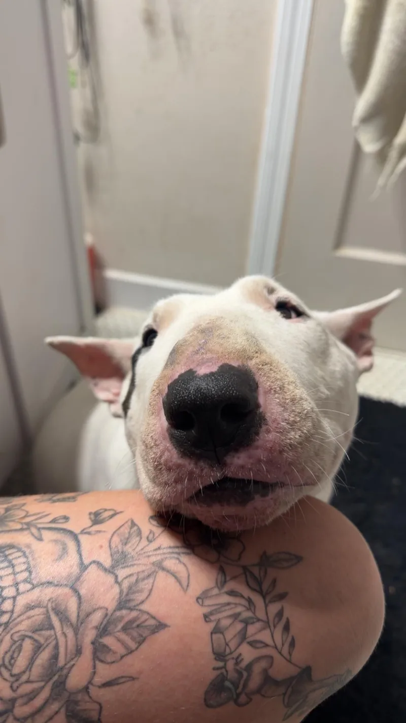 Petunia thumbnail 2