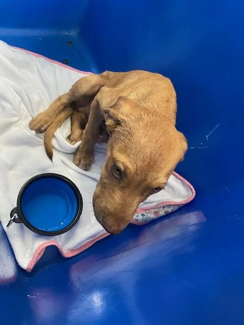 A baby large-sized male Mixed Breed dog named Doj for adoption in Dallas, TX