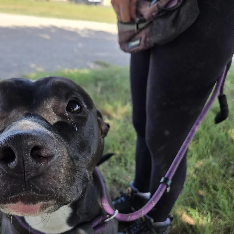 An adult large-sized female Black Pit Bull Terrier dog named Calla for adoption in Graham, TX