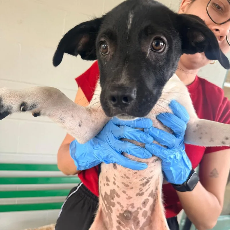 A baby small-sized male Black Mixed Breed dog named Gordy for adoption in Corinth, MS