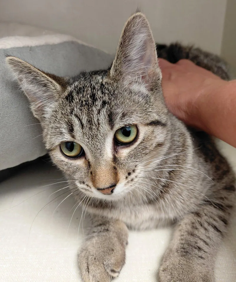 A young medium-sized female Domestic Short Hair cat named Samantha for adoption in Montello, WI