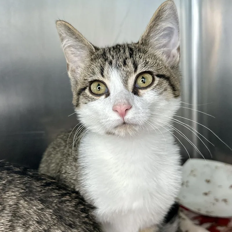 A baby small-sized female Brown / Chocolate Domestic Short Hair cat named Lila for adoption in Matteson, IL