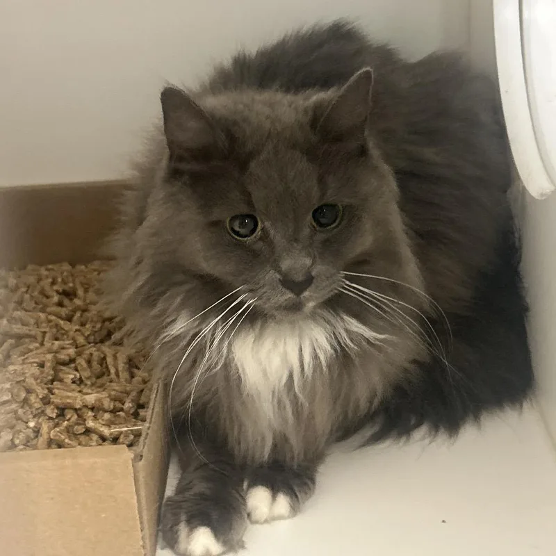 An adult medium-sized female Gray / Blue / Silver Domestic Short Hair cat named Koda for adoption in Philadelphia, PA