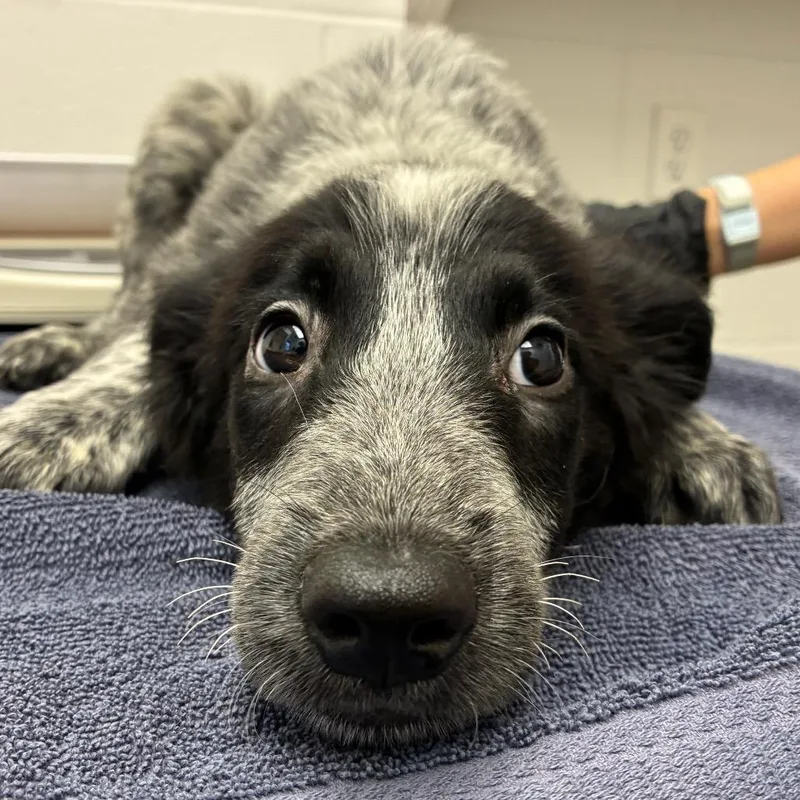 A baby small-sized female Gray / Blue / Silver Australian Cattle Dog / Blue Heeler dog named Cerise for adoption in Corpus Christi, TX