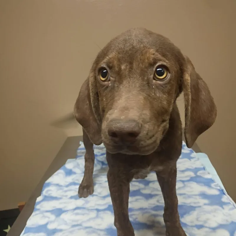 A baby small-sized female Chocolate Labrador Retriever dog named Sweetie Belle for adoption in Stilwell, OK