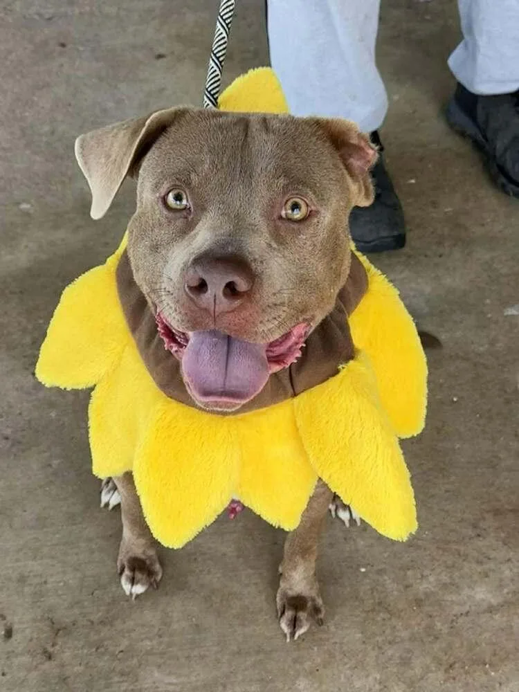 An adult large-sized male Brown / Chocolate Mixed Breed dog named Grady for adoption in Scott, LA