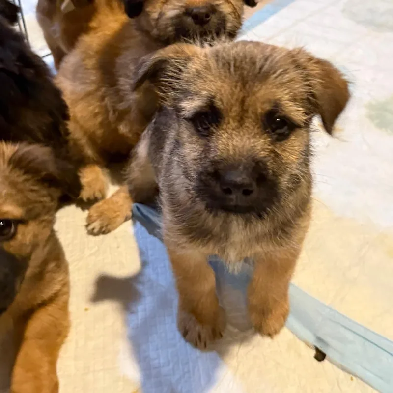 A baby small-sized female Brown / Chocolate Mixed Breed dog named Sparkle Smash for adoption in Buffalo, MN