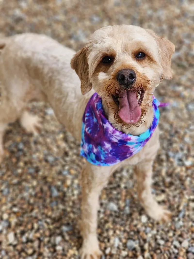 Cinnamon thumbnail 4