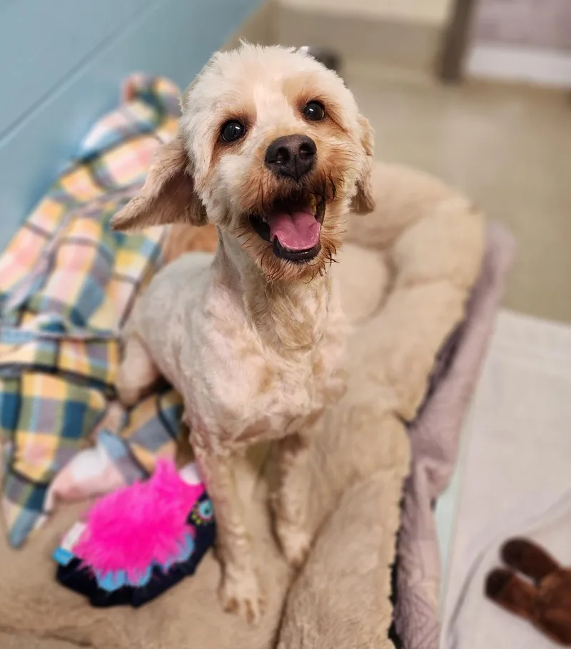 Cinnamon thumbnail 5