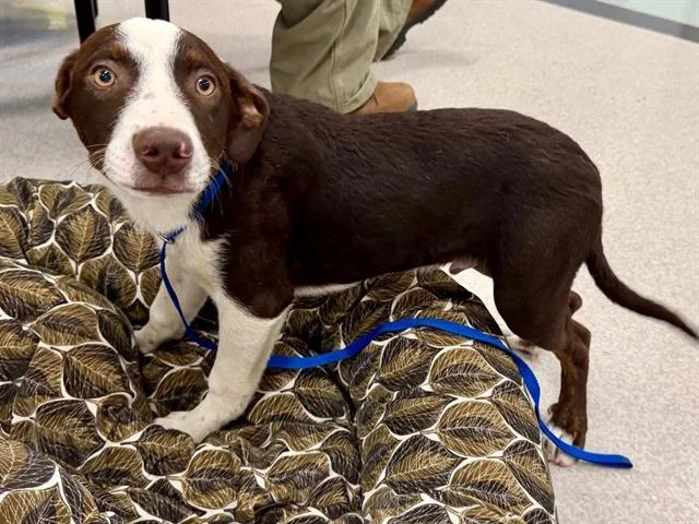 A young small-sized male Australian Cattle Dog / Blue Heeler dog named Napoleon for adoption in Santa Rosa, CA