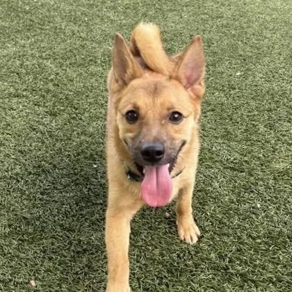 A young small-sized male Yellow / Tan / Blond / Fawn Mixed Breed dog named Fred for adoption in Arlington, VA