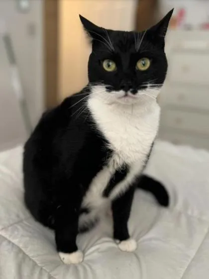 An adult small-sized female Black Domestic Short Hair cat named Looney for adoption in Atlanta, GA