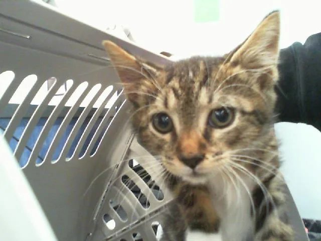 A baby small-sized male Domestic Short Hair cat named A for adoption in Charlotte, NC
