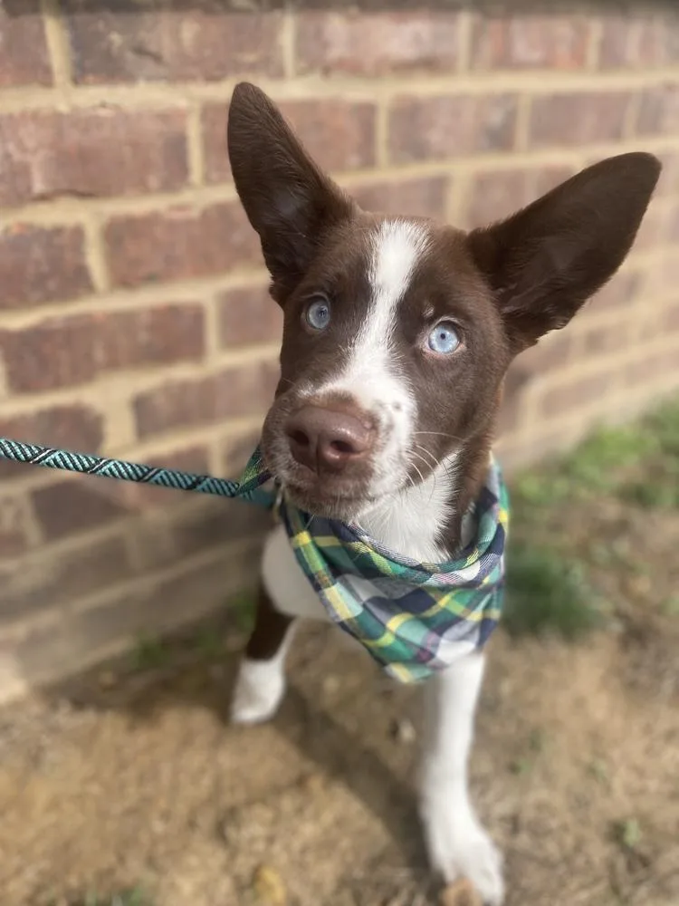 An adult medium-sized male Husky dog named Bennett for adoption in Dickson, TN