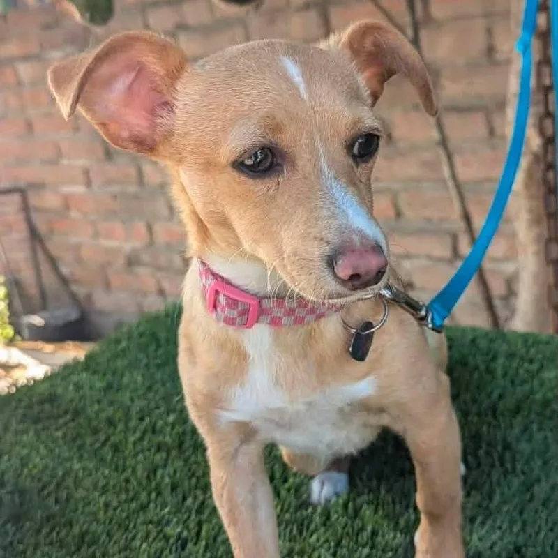 A young small-sized female Yellow / Tan / Blond / Fawn Chihuahua dog named Cleo for adoption in Graham, WA