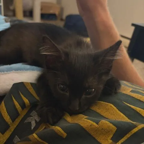 A baby small-sized male Black Domestic Short Hair cat named Feather for adoption in Buffalo, MN
