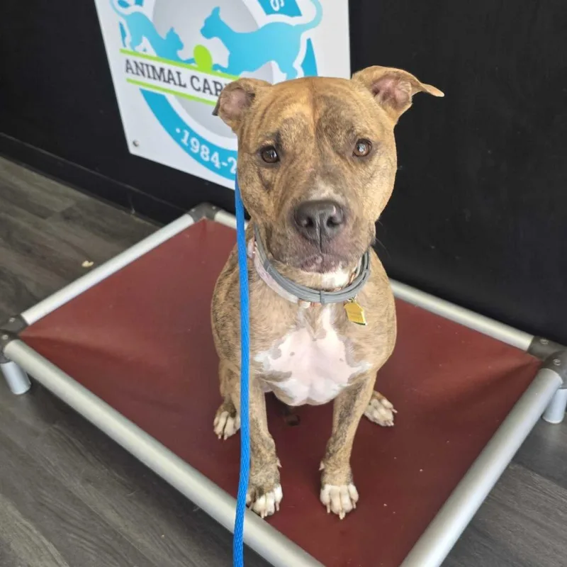 An adult medium-sized female Brindle American Staffordshire Terrier dog named Dixie for adoption in Louisville, KY