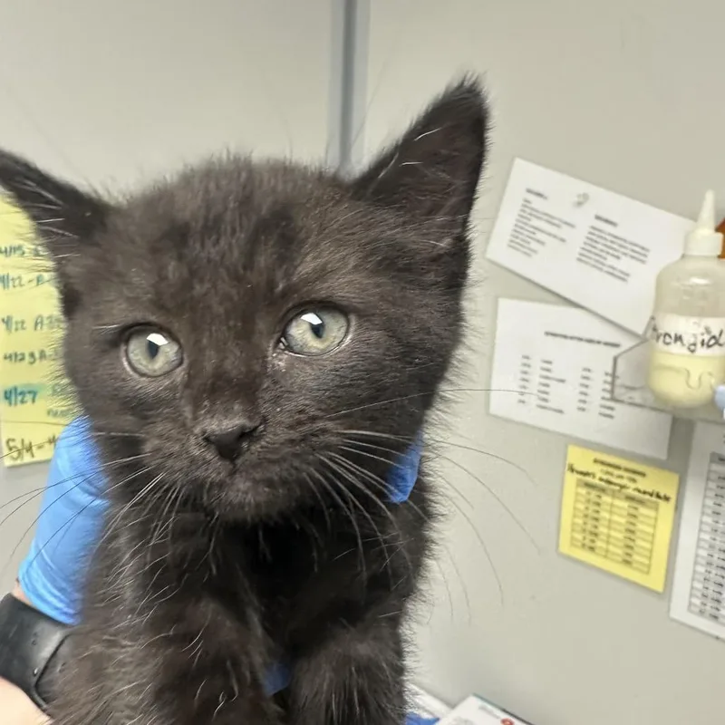 A baby small-sized male Black Domestic Short Hair cat named Collin for adoption in Concord, NC