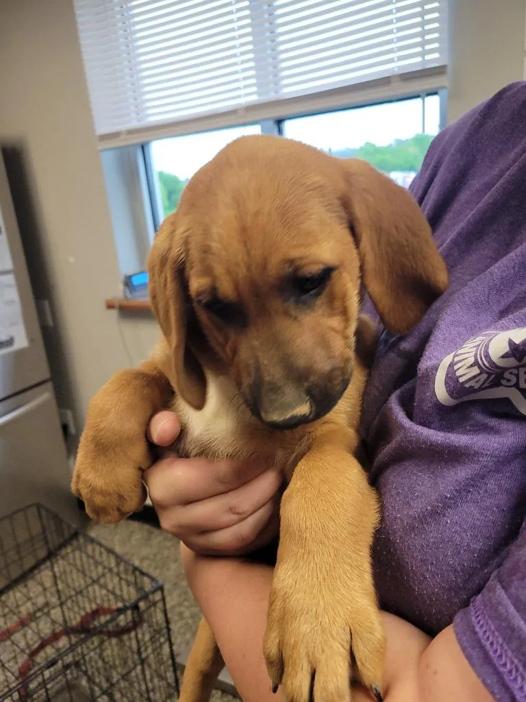 A baby medium-sized female Mixed Breed dog named Alana for adoption in Columbia, TN
