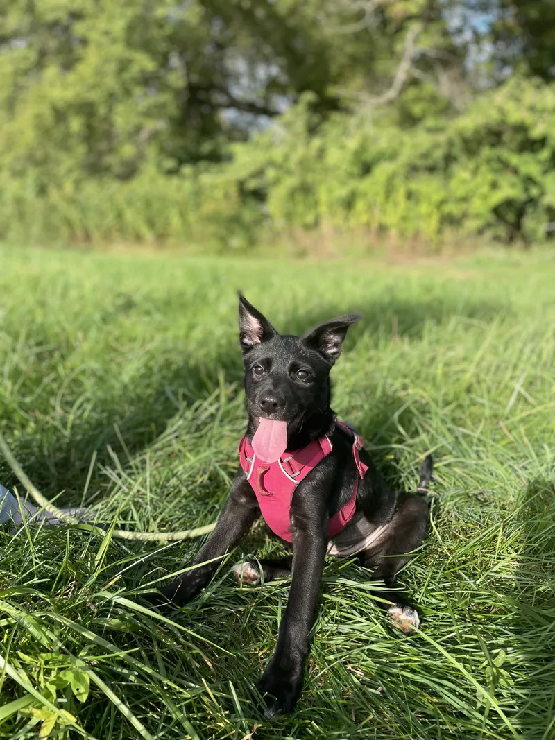 A baby medium-sized female Labrador Retriever dog named Bailey for adoption in Carmel, NY