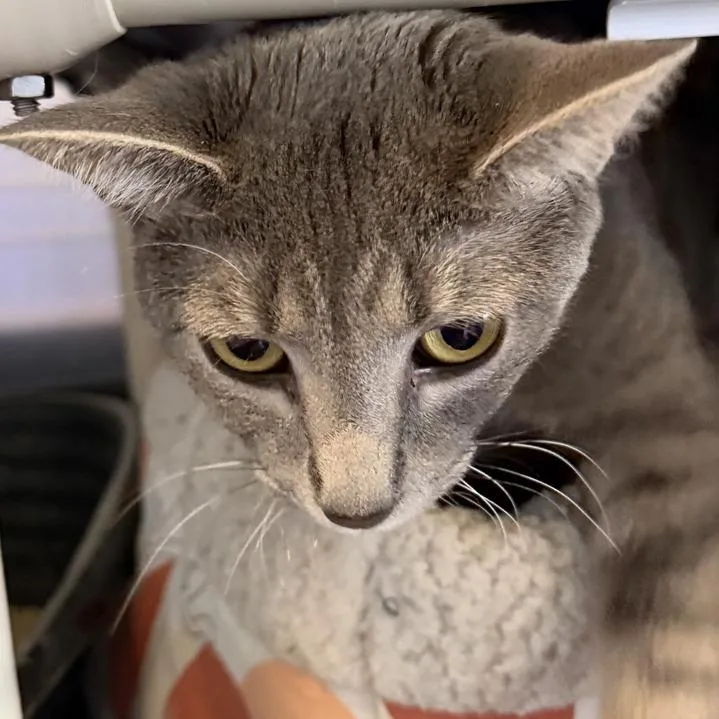 A young medium-sized female Gray / Blue / Silver Domestic Short Hair cat named Jade for adoption in Newark, DE