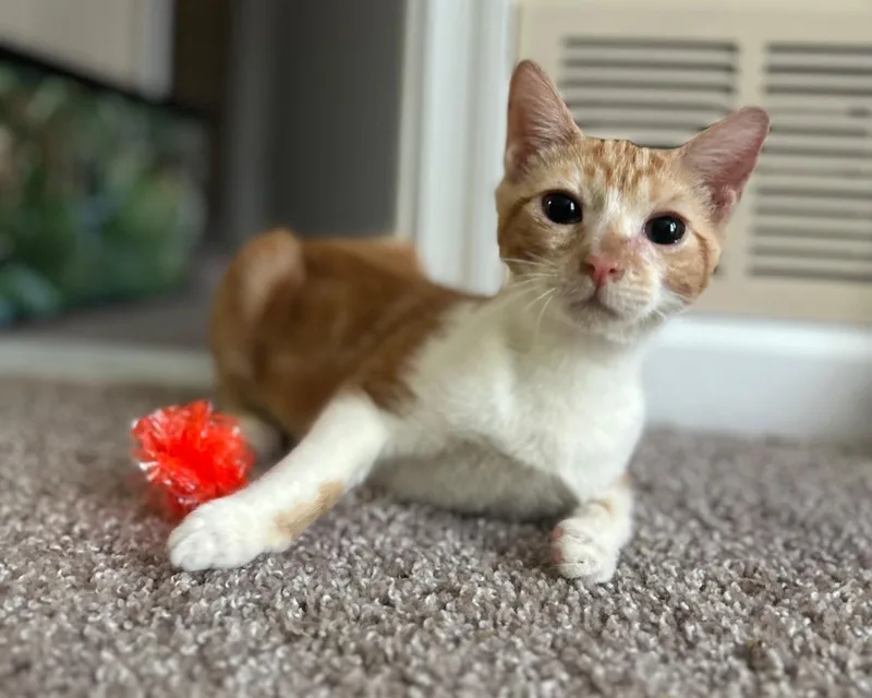 A baby small-sized male Tabby (Orange / Red) Domestic Short Hair cat named Stanley for adoption in Raleigh, NC