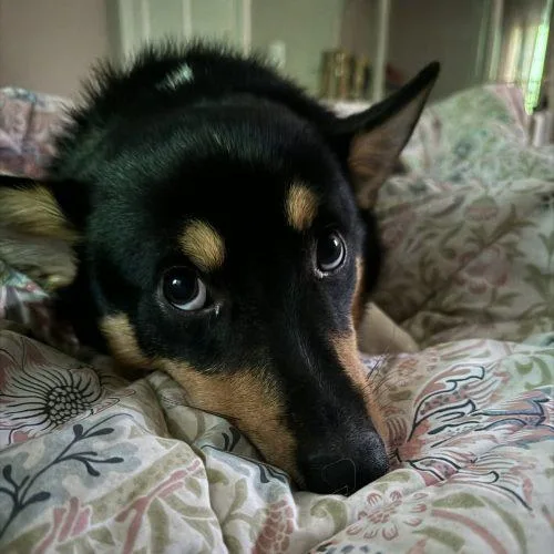 An adult small-sized male Tricolor (Brown, Black, & White) Corgi dog named Duck for adoption in Verona, NJ