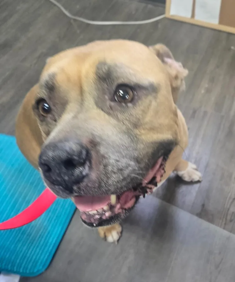 A senior large-sized female Terrier dog named Luna for adoption in Greencastle, IN