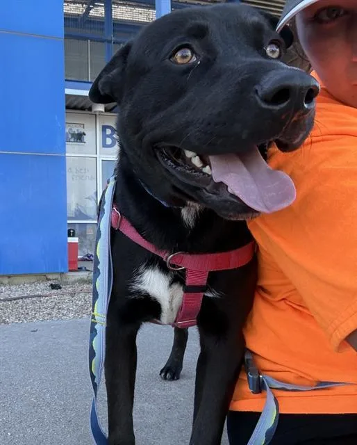 A young large-sized male Mixed Breed dog named Chipper for adoption in Dallas, TX