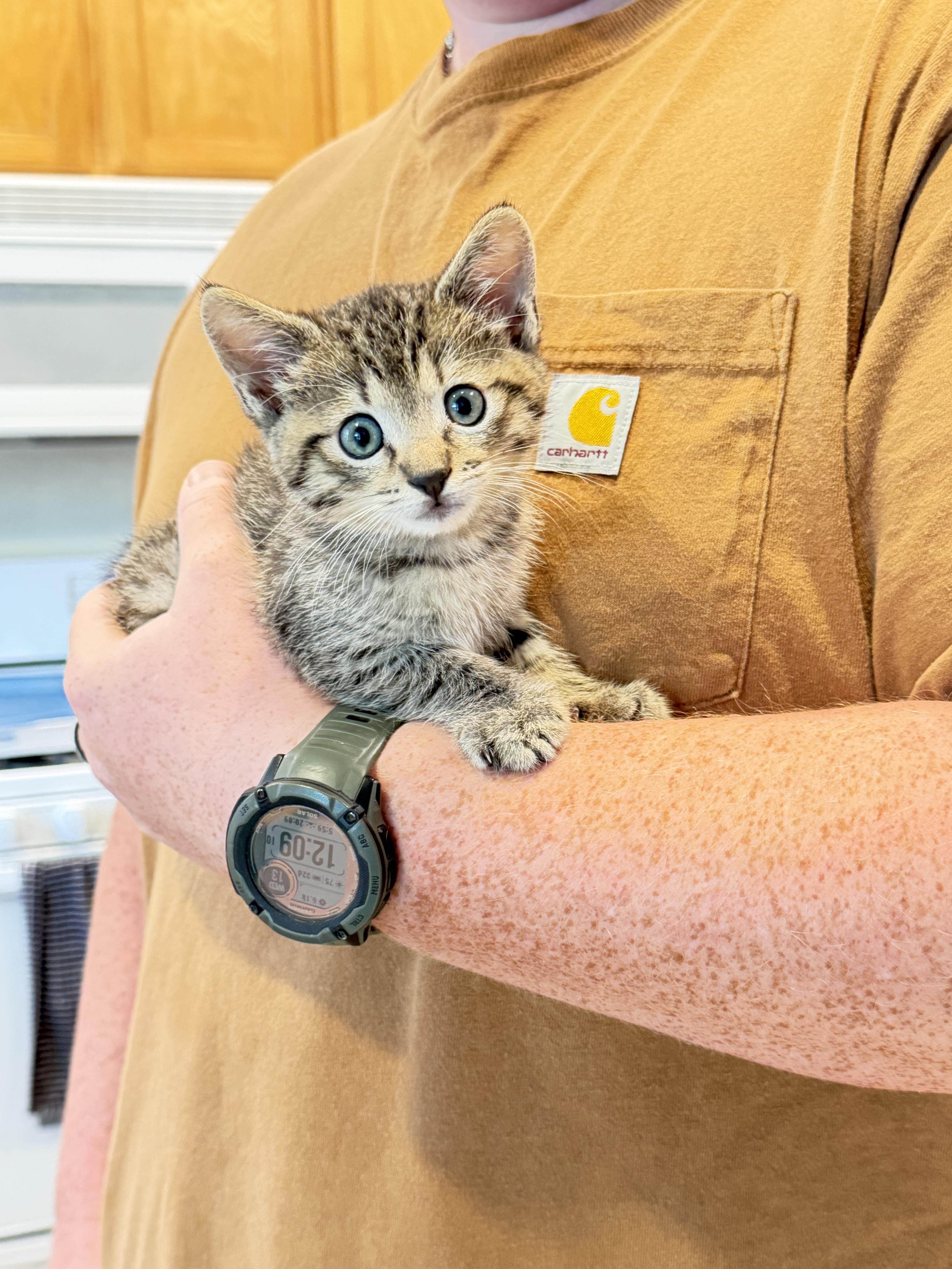 A baby small-sized male Domestic Short Hair cat named Tortallini for adoption in Dixon, CA