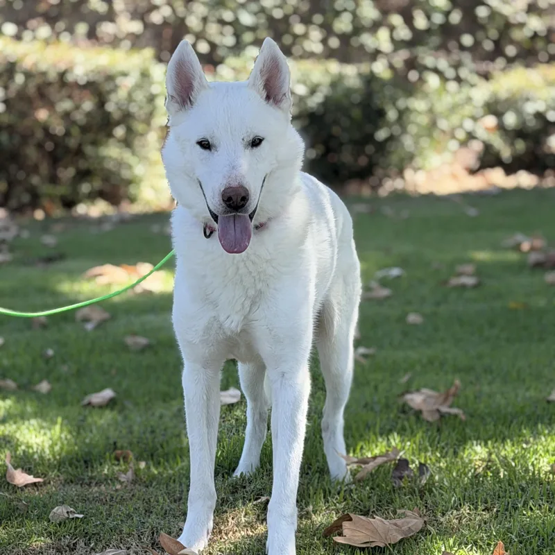 A young medium-sized male White / Cream Husky dog named Enzo for adoption in Torrance, CA