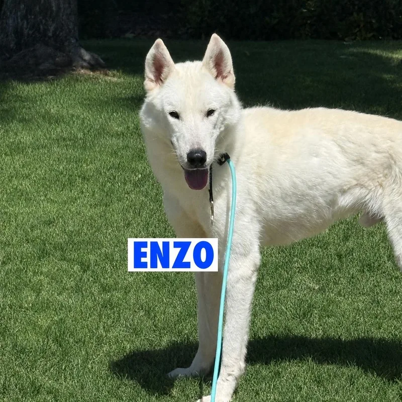 Enzo thumbnail 4