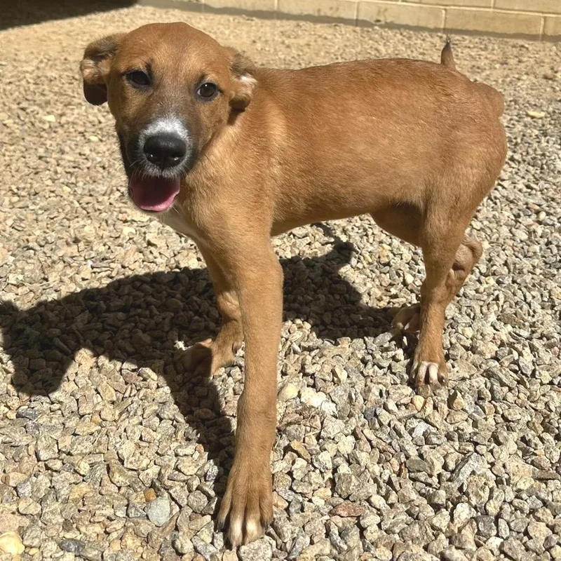 A baby small-sized female Yellow / Tan / Blond / Fawn Mixed Breed dog named Madge for adoption in LOXAHATCHEE, FL